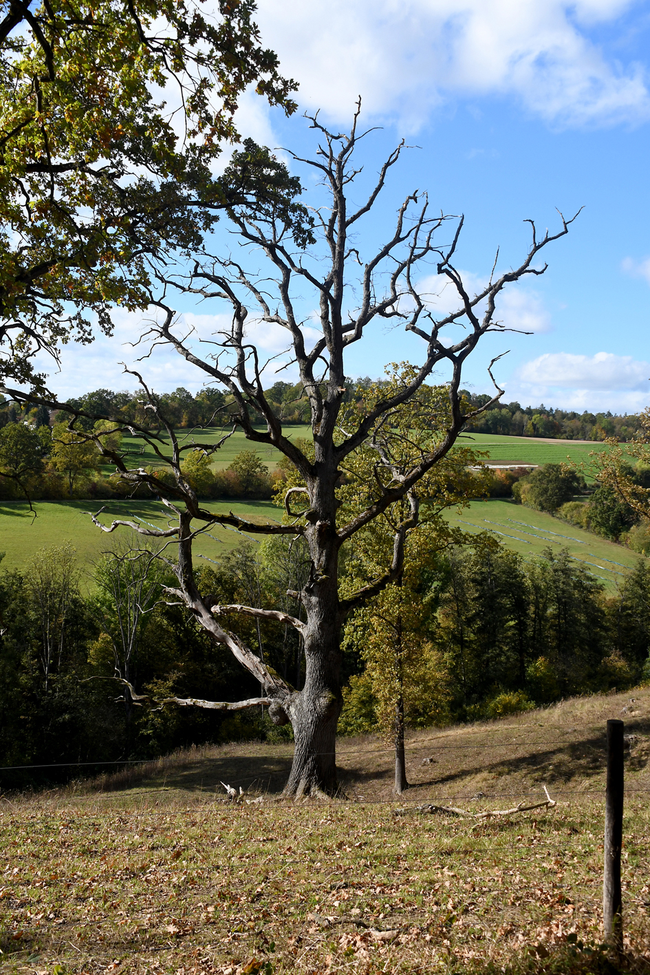 DSC_1187-web.jpg